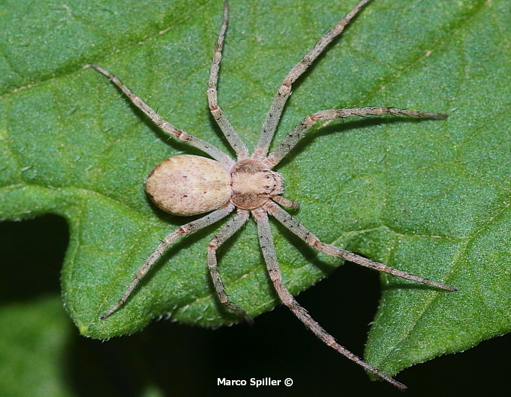 Philodromus albidus ? No, Philodromus cfr. longipalpis